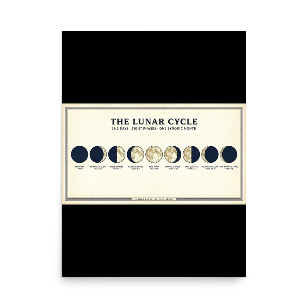 18×24 moon phases poster — vintage science chart showing all 9 lunar phases in navy and cream on off-white background